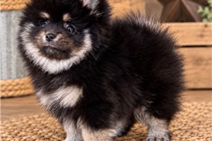 Basil - puppy for sale