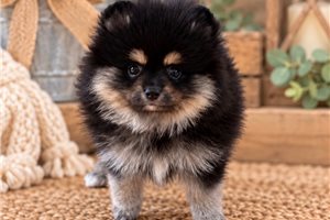 Blaire - Pomeranian for sale