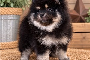 Basil - Pomeranian for sale