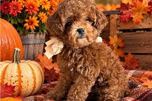 Armani - Toy Poodle for sale