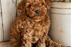 Avery - Poodle, Toy for sale