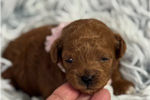 Armani - Poodle, Toy for sale