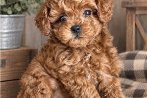 Armani - Toy Poodle for sale