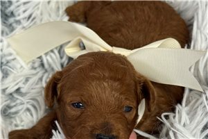 Avery - Poodle, Toy for sale