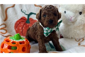 Avery - Poodle, Toy for sale