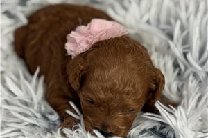 Armani - Poodle, Toy for sale