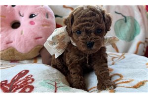 Armani - Poodle, Toy for sale