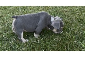 Blue - French Bulldog, placed in Lancaster