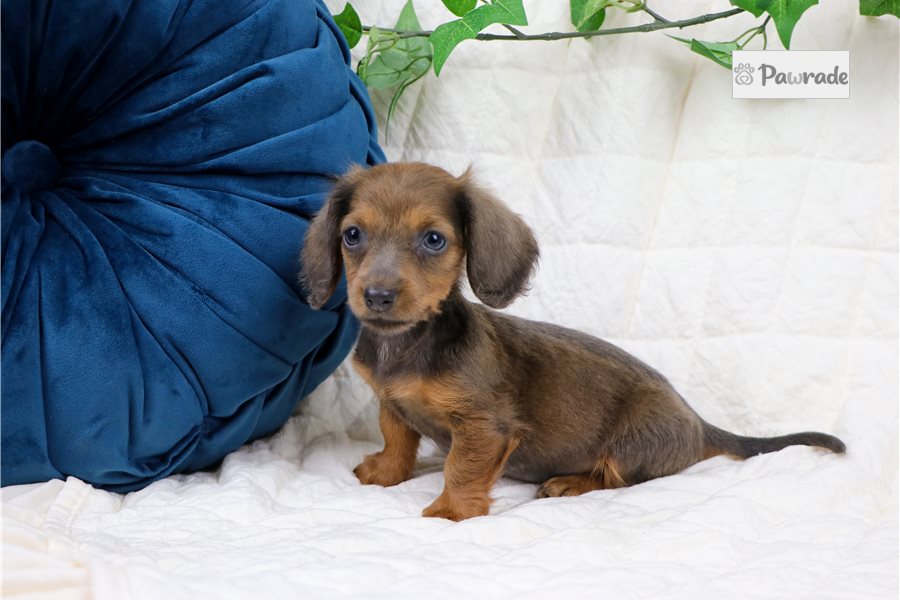 Eloise - Mini Dachshund for sale
