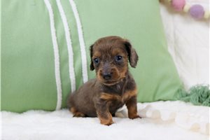 Eloise - Mini Dachshund for sale