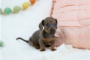 Elle - puppy for sale
