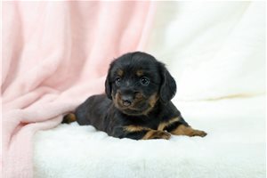 April - puppy for sale
