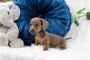 Elle - Dachshund, Mini for sale