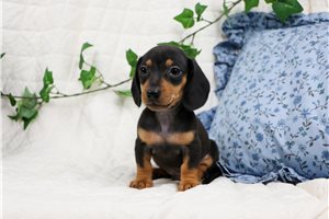 Eric - Mini Dachshund for sale