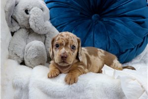 Klein - puppy for sale