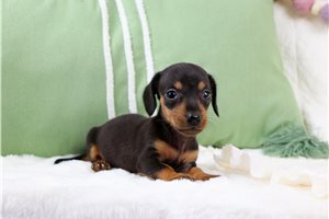 Eric - puppy for sale