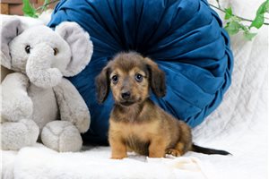 Emory - Mini Dachshund for sale