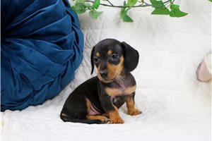 Eric - Mini Dachshund for sale