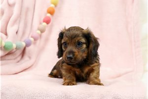 August - Dachshund, Mini for sale