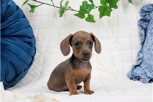 Elle - Mini Dachshund for sale