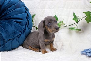 Enrico - Mini Dachshund for sale
