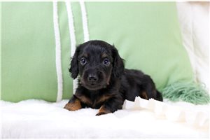 Enzo - puppy for sale