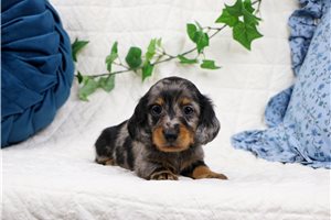 Lester - puppy for sale