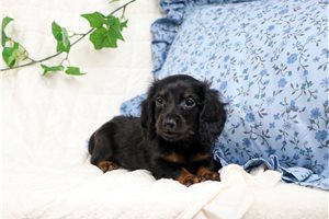 Enzo - Mini Dachshund for sale