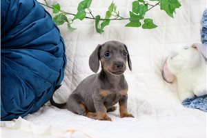 Enrico - Mini Dachshund for sale