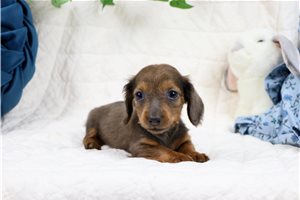 Eloise - Mini Dachshund for sale