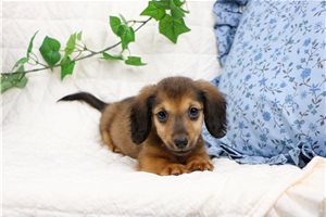 Emory - Dachshund, Mini for sale