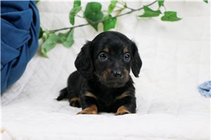 Levi - puppy for sale