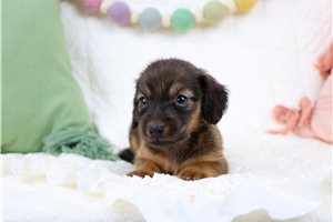 Emory - Mini Dachshund for sale