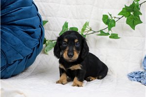 Leonard - puppy for sale