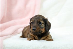 August - Mini Dachshund for sale