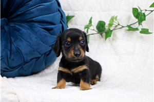 Lexx - Mini Dachshund for sale