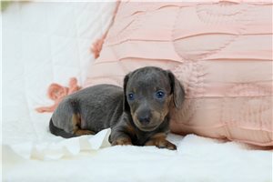 Enrico - Mini Dachshund for sale