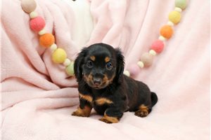 April - Dachshund, Mini for sale