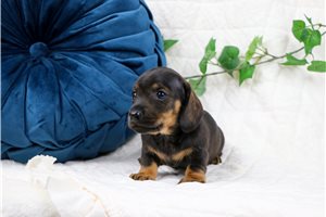 Knotts - Mini Dachshund for sale
