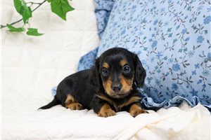 Lewis - puppy for sale