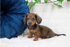 Eloise - Mini Dachshund for sale