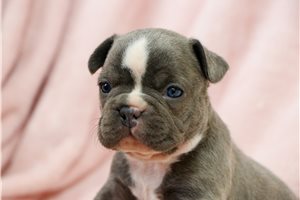 Boston - puppy for sale