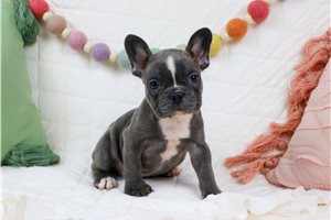 Blossom - French Bulldog for sale