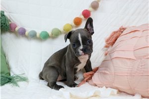 Buttercup - French Bulldog for sale