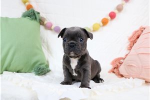 Darris - French Bulldog for sale