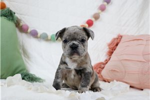 Darius - French Bulldog for sale