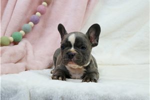 Boston - French Bulldog for sale