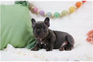 Moon - French Bulldog for sale