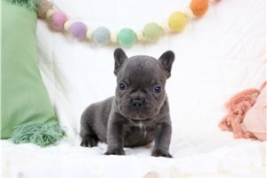 Moon - French Bulldog for sale