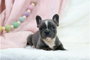 Blossom - French Bulldog for sale
